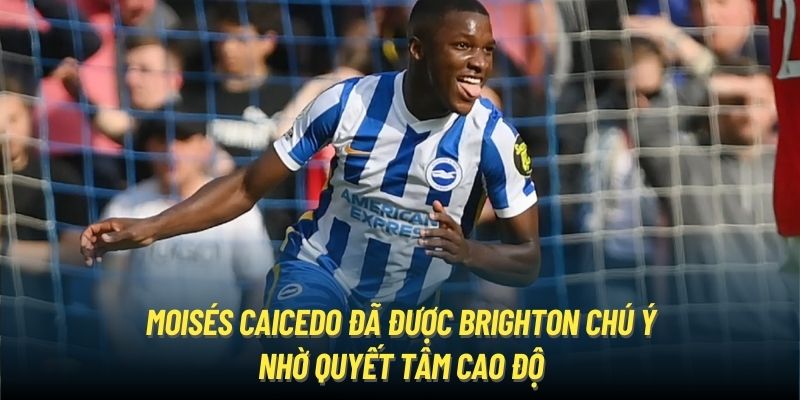 Moisés Caicedo đã được Brighton chú ý nhờ quyết tâm cao độ